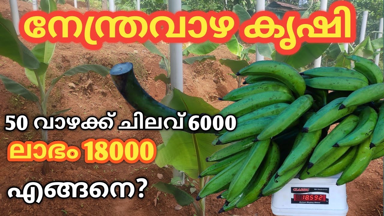 നേന്ത്ര വാഴ ഇതുപോലെ കൃഷി ചെയ്‌താൽ ഇരട്ടി ലാഭം /vazha krishi /banana farming