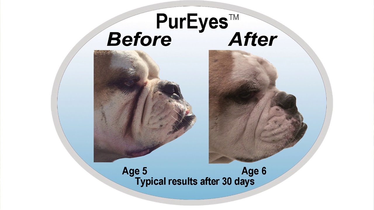 Pureyes Best Tear Stain Remover For Dogs