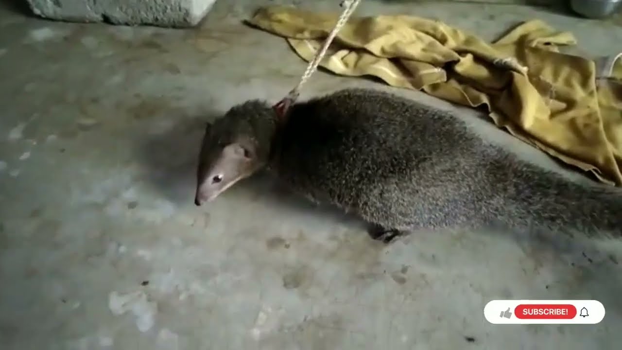 #ନେଉଳ #mongoose #paribhraman #odisha #odia #petmongoose#bapuncatalyst