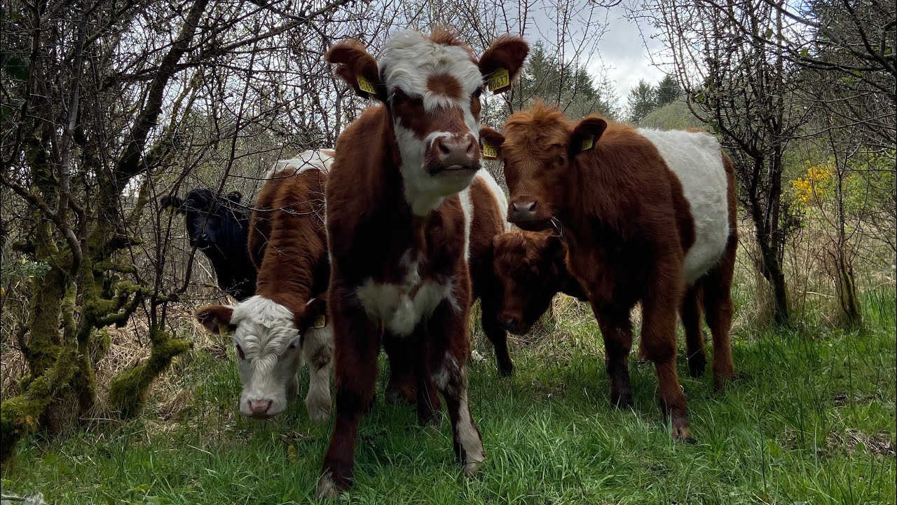 Cows in Trees