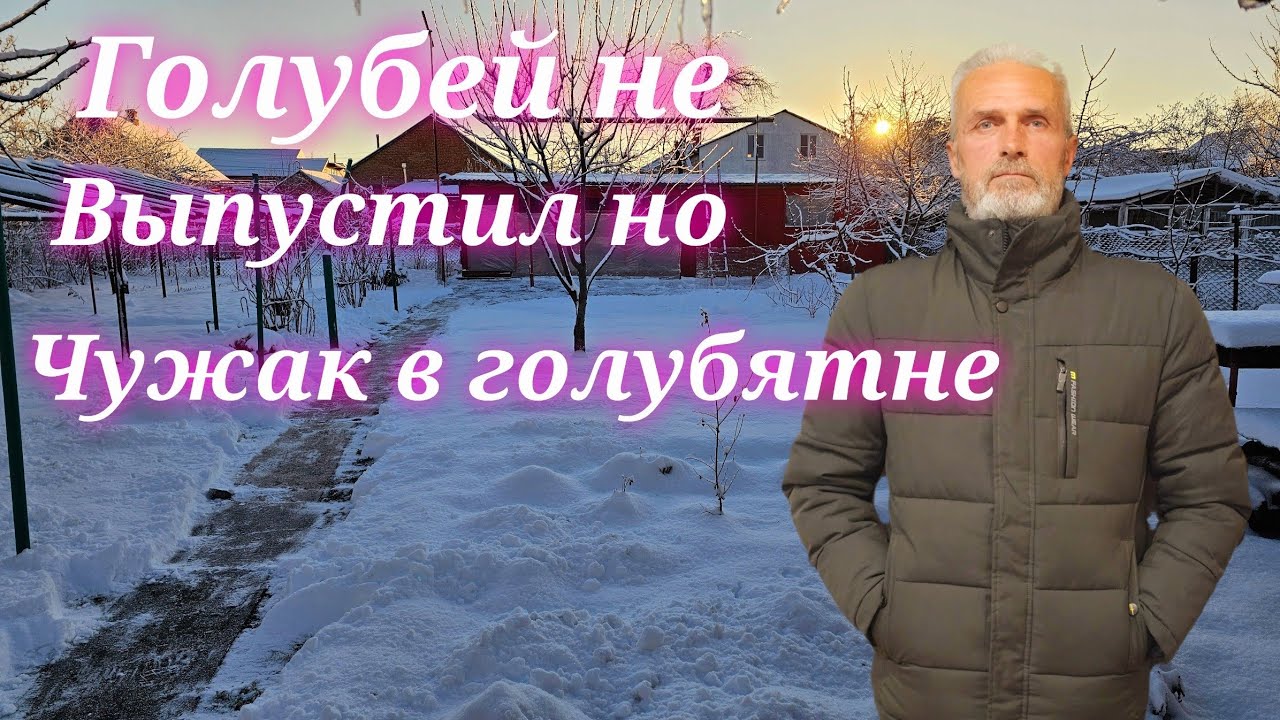 Голуби мороз и чужак