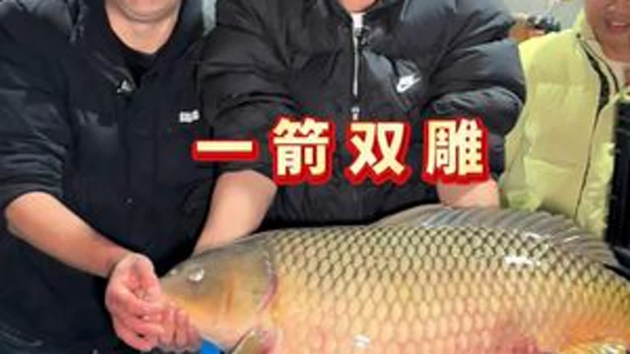 巨型鲤鱼登场，千里送超大鳡鱼只是开胃菜，惊喜在后头！ @利川鸳鸯峡生态鱼养殖场（朱二毛） @豆鱼先生创业版 @豆鱼先生剧透版 #抖音商城 #超米级鳡鱼 #大鲤鱼 #巨型鲤鱼 #豆鱼