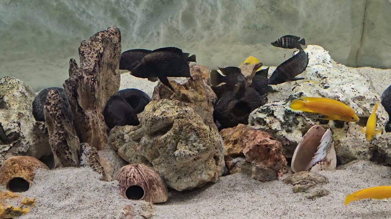 Altolamprologus Calvus Black Pectoral and Neolamprologus Leleupi Talama AQUA LAB Tanganyika