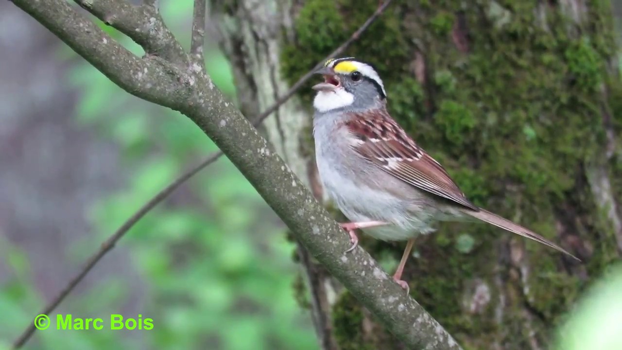 Bruant à gorge blanche/White-throated Sparrow 2016