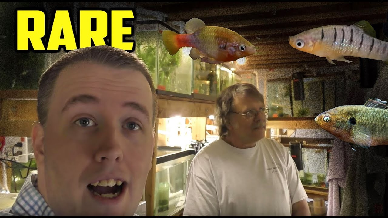 AMAZING FISH ROOM TOUR - So many RARE Fish!