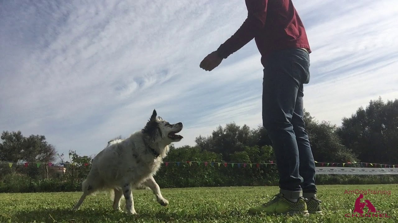 Come insegnare al cane a mettersi a terra