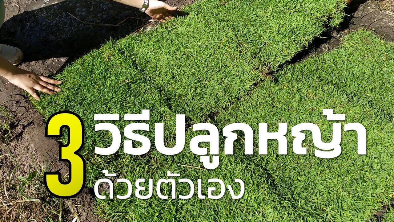 3 วิธีปลูกหญ้าด้วยตัวเอง (How to plant the lawn) Farm Station