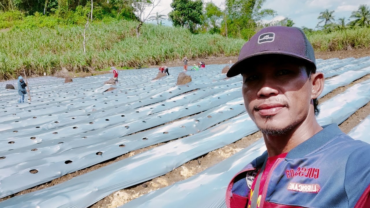 higpit at tibay ng pagkakakabit, #farming #tutorial #gardening #tips