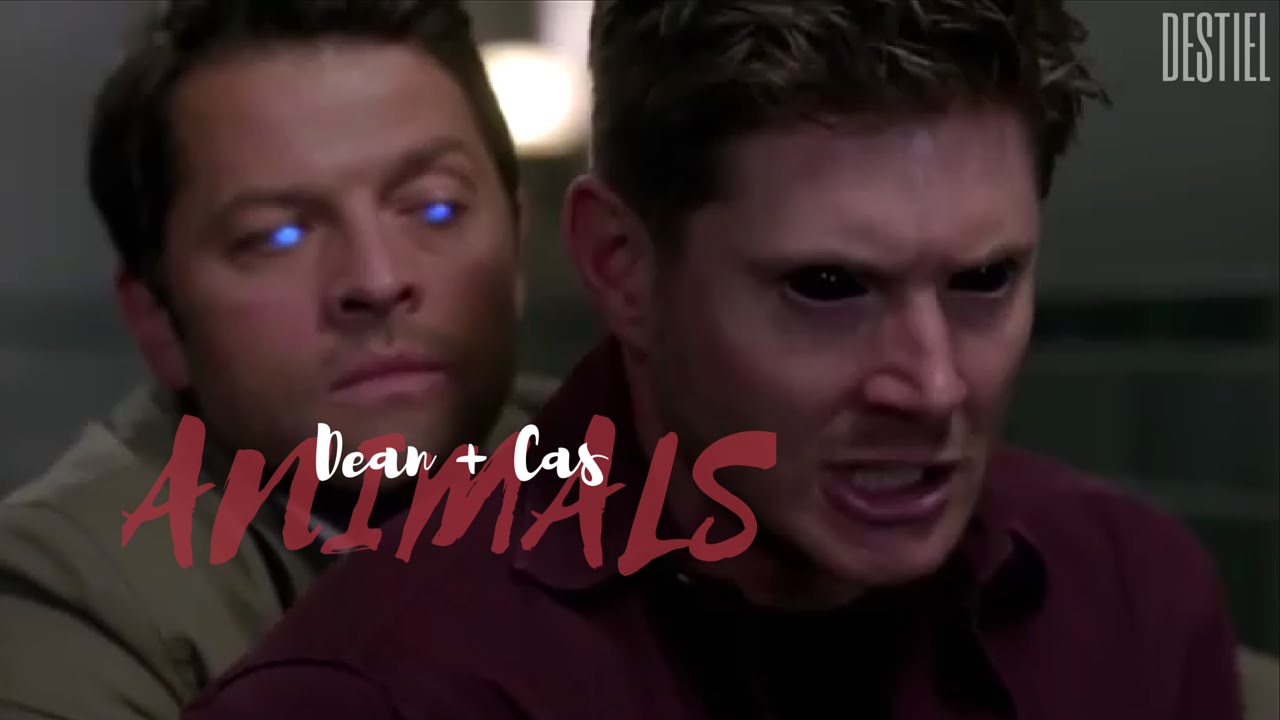 aNiMaLs  |dean + cas|