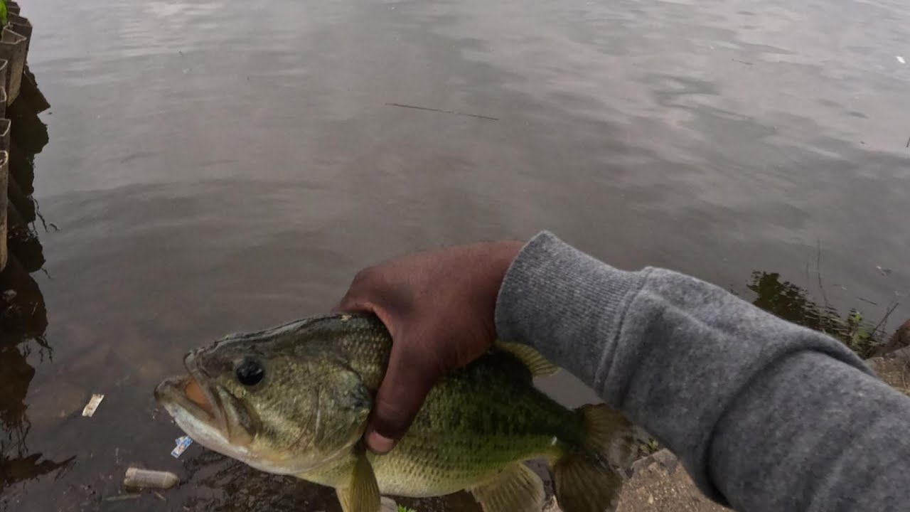 Bass and Snake head hunting (bad camera angle) Potomac River