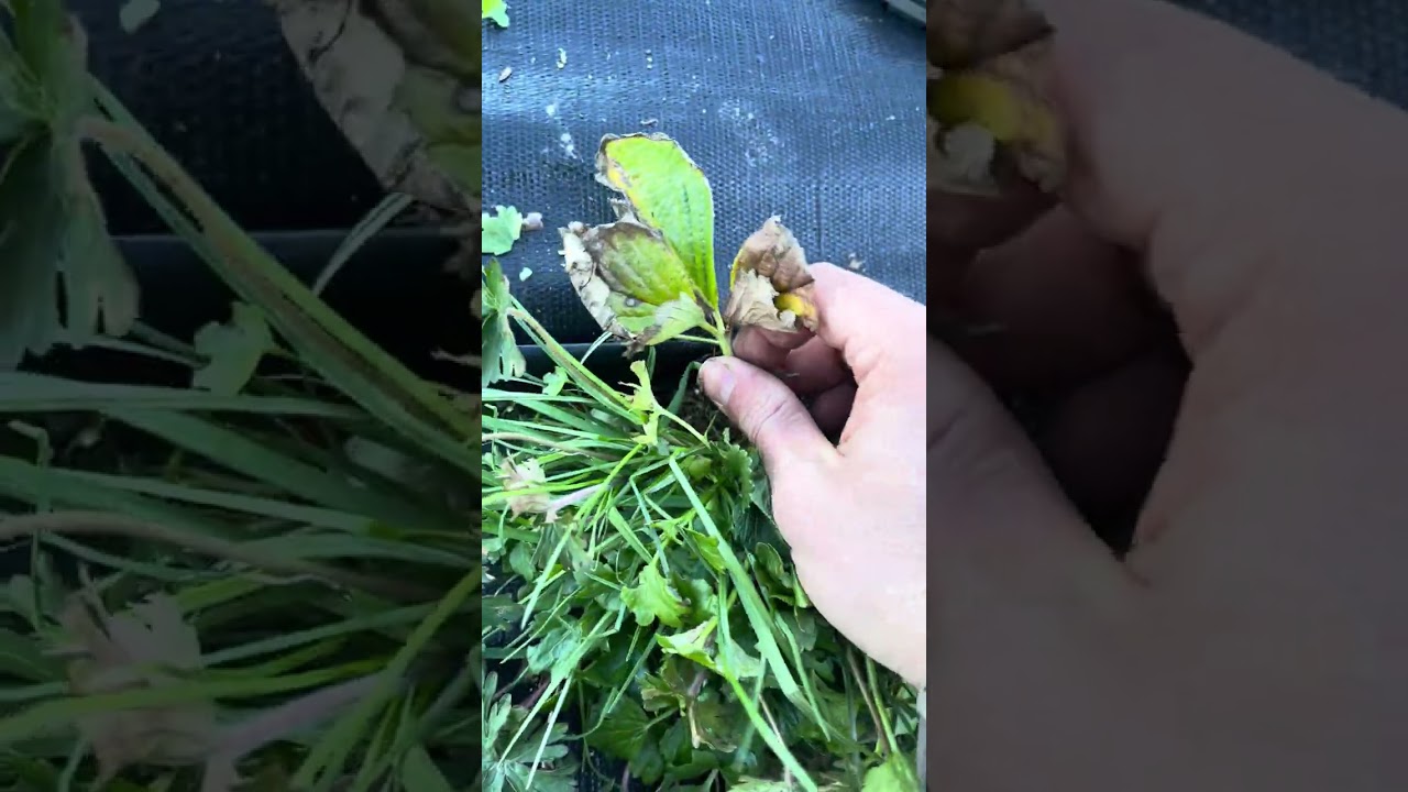 ￼Weeding straw￼berries. #garden #farming101 #gardening 