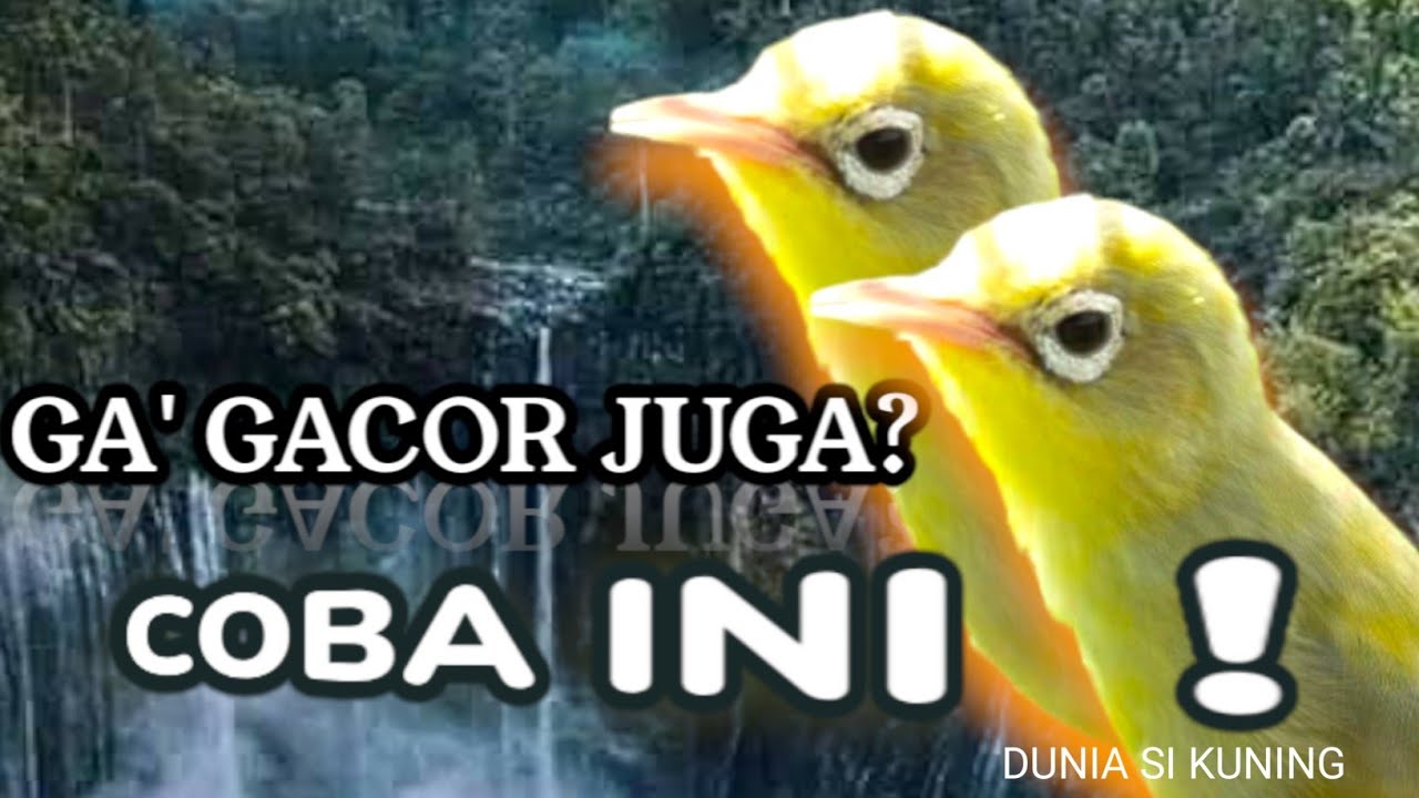 Ciak masteran kecial kuning viral