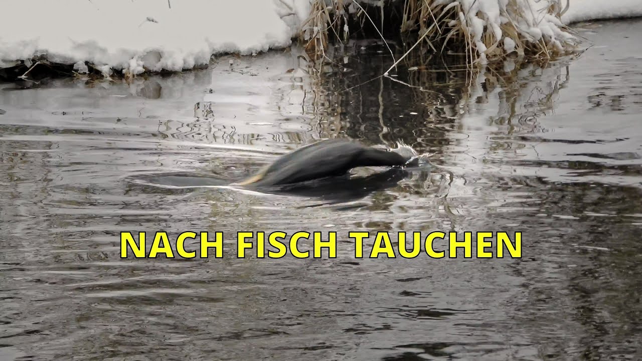 ➤Kormoran verschwindet unter Wasser | Ilmparkl Weimar |