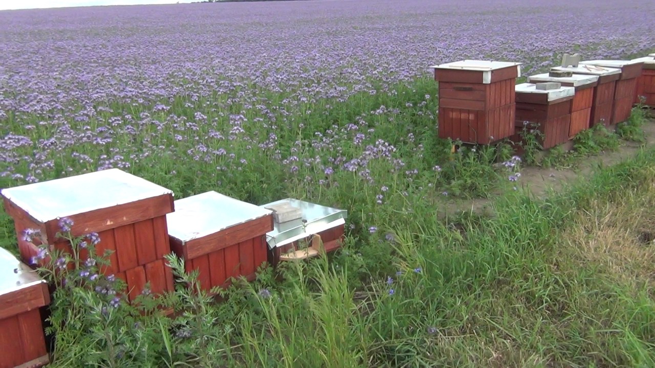 Facelia,odkłady,nowa pasieka,ITP