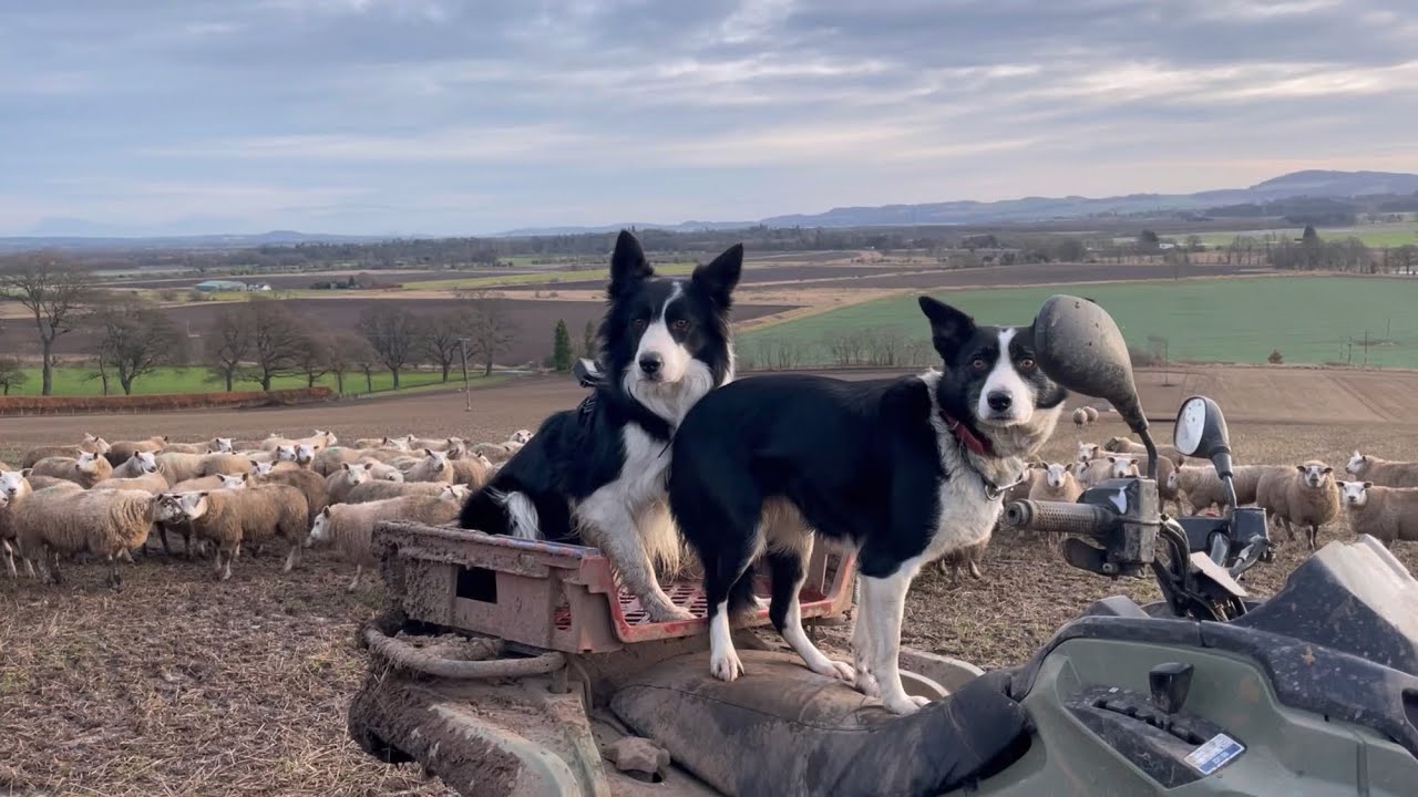 Две невероятные колли-овчарки пасут овец в Шотландии