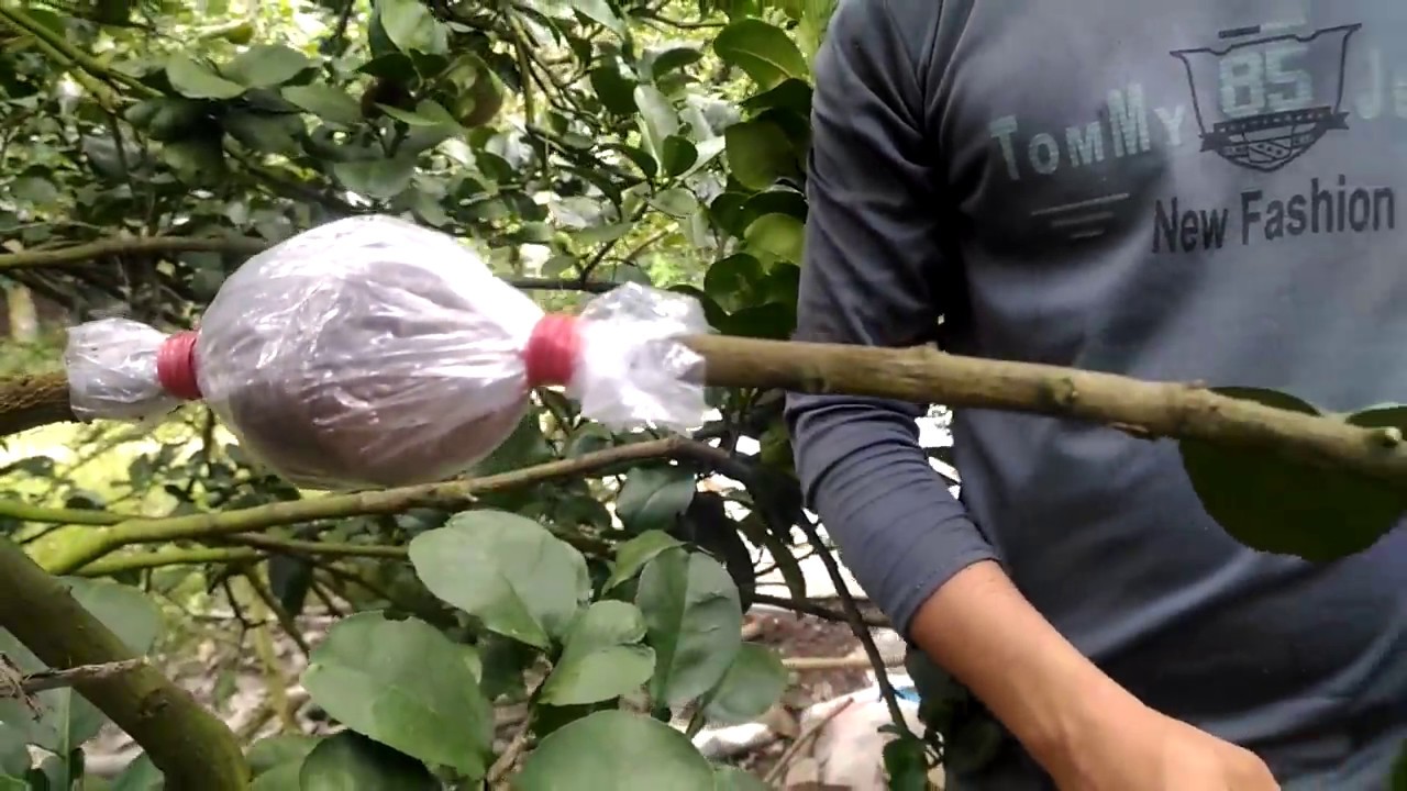 Air layering pomelo tree the methods #airlayer, #pomelo