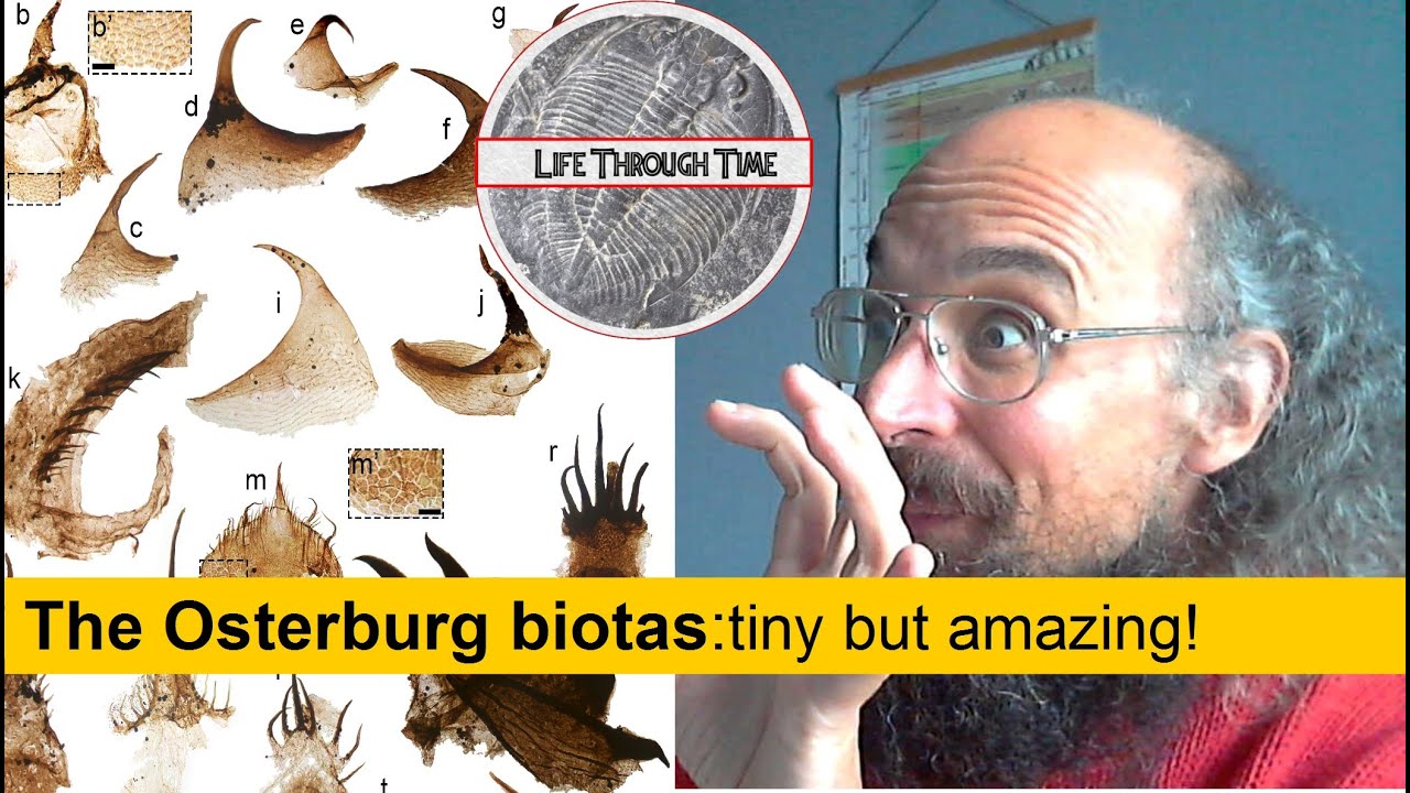 The Osterburg biotas: a new window on Ordovician life