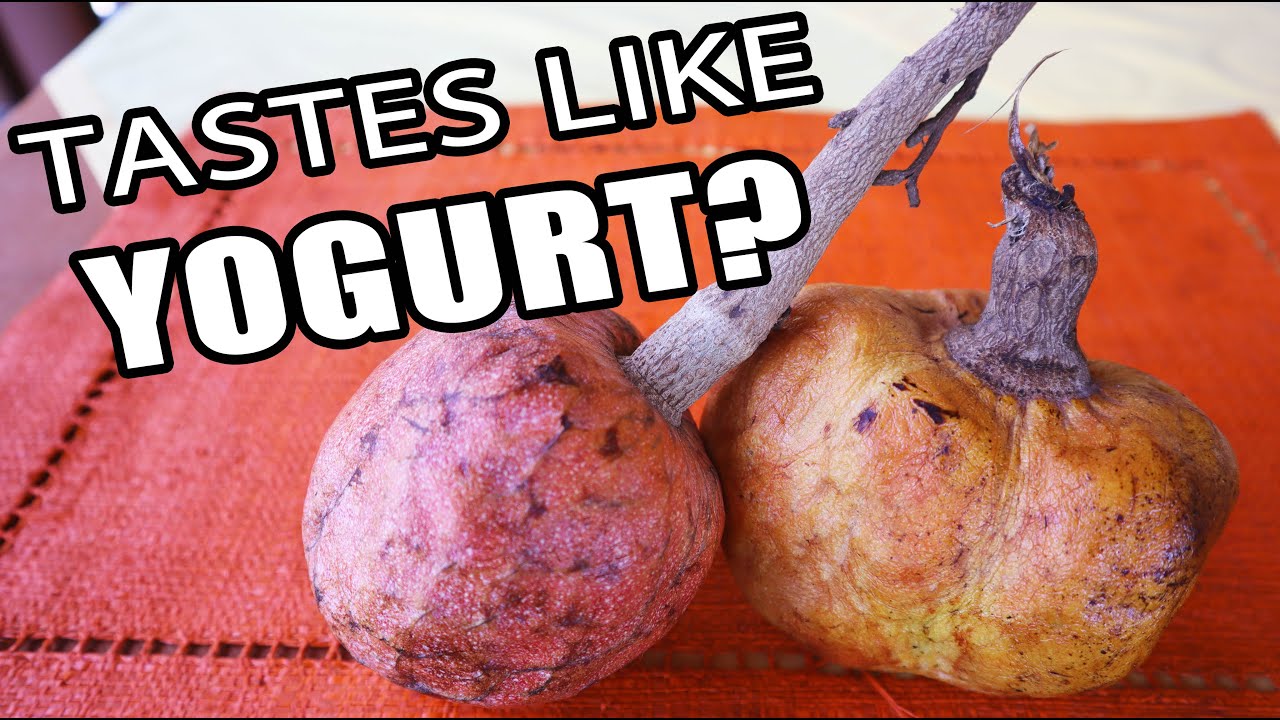 YELLOW CUSTARD APPLE (Anona reticulata) - Weird Fruit Explorer Ep. 384