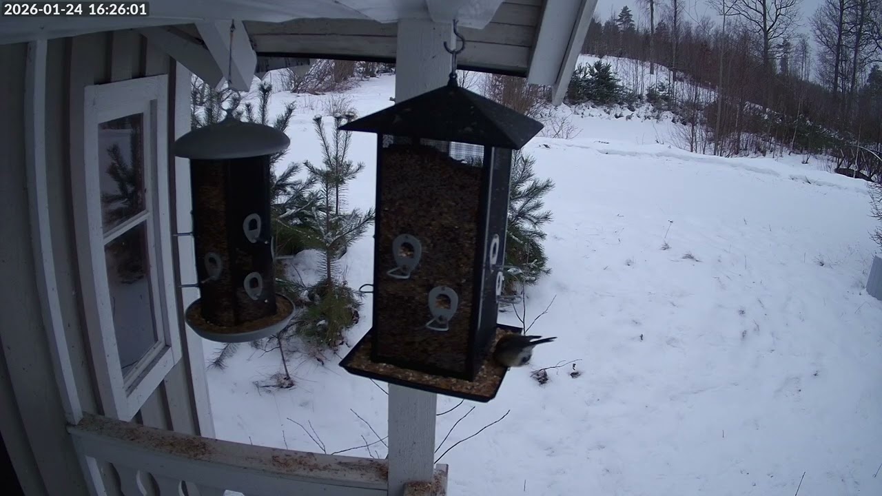 Timelapse birdfeeder January 2026 21st to last of January