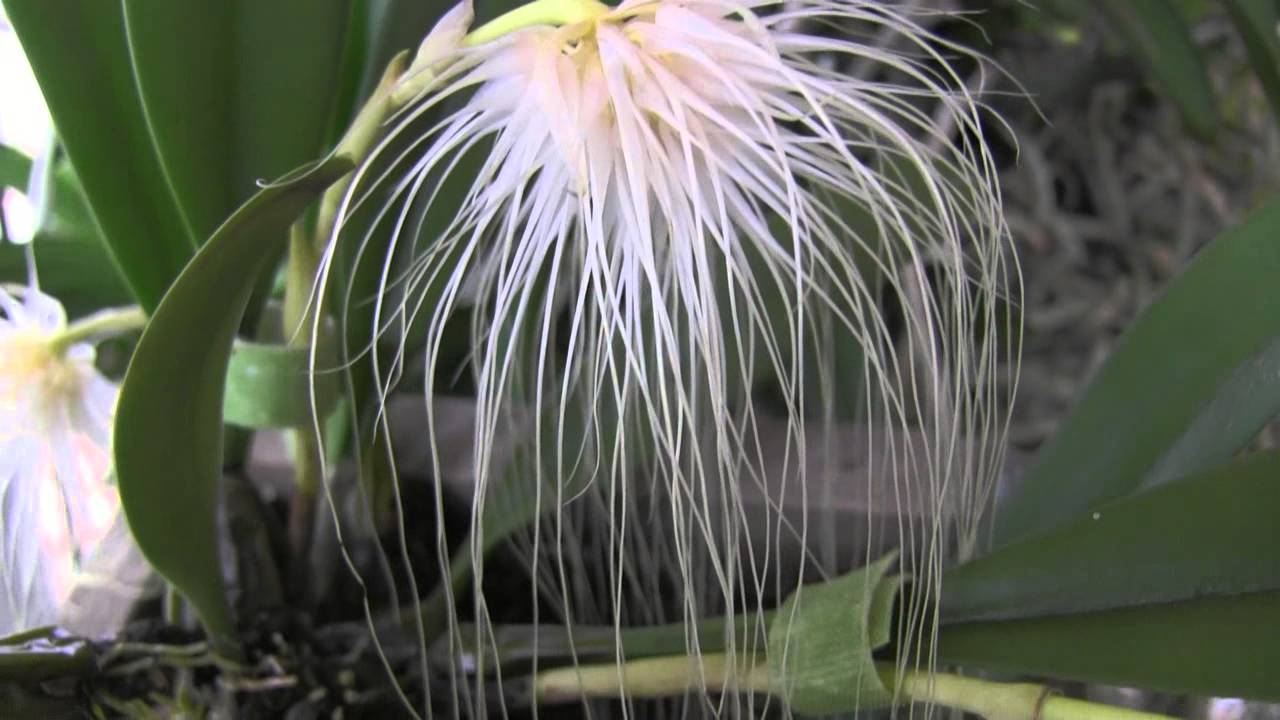 The most metal orchid, Bulbophyllum medusae