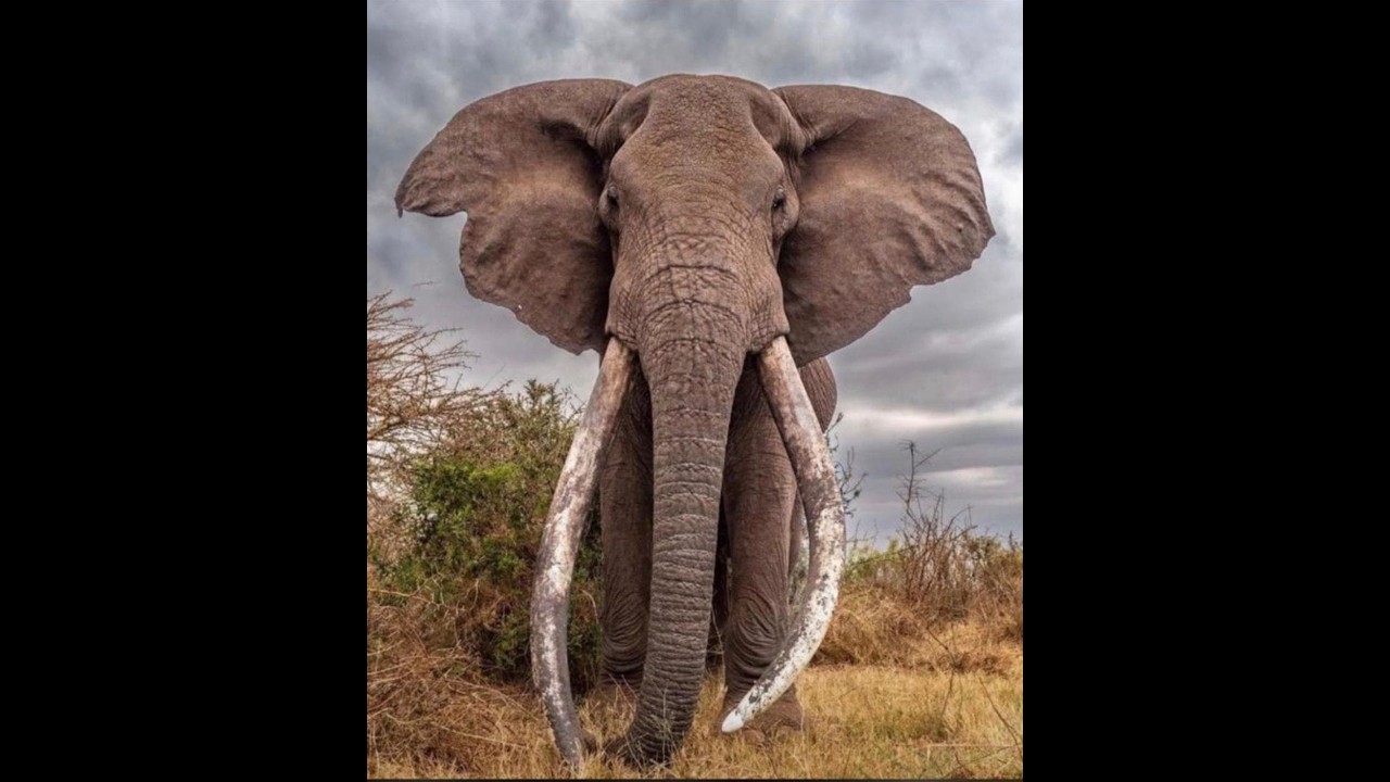 A tribute to Craig, Amboseli's super tusker