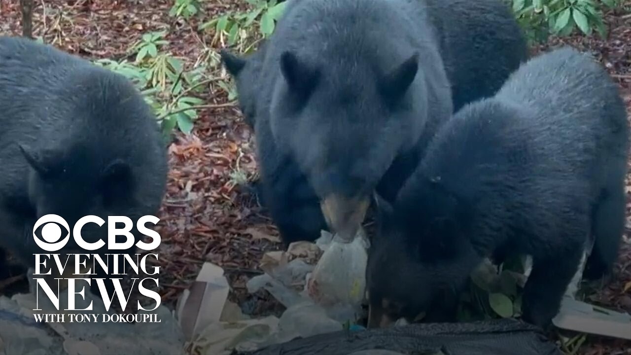 Bear encounters becoming increasingly common in U.S.