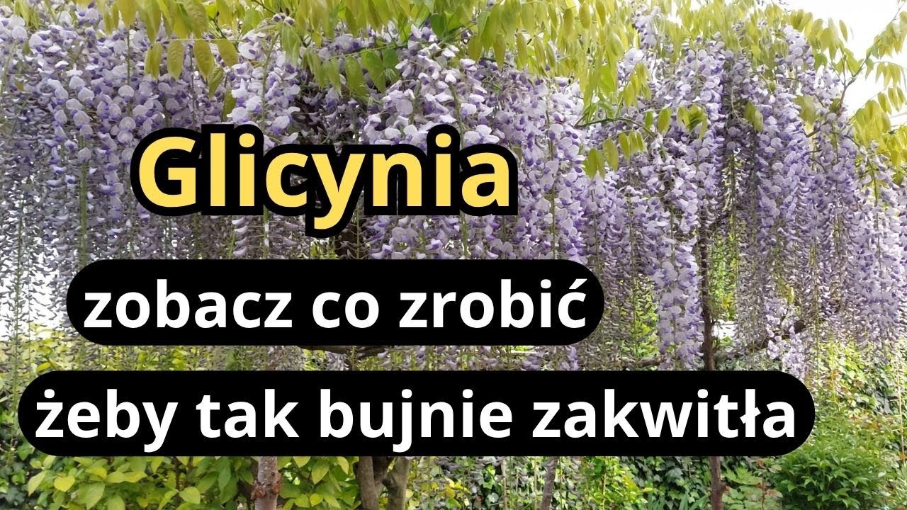 GLICYNIA najlepszy trik na bujne kwitnienie, jak prowadzić pnącze w małym ogrodzie