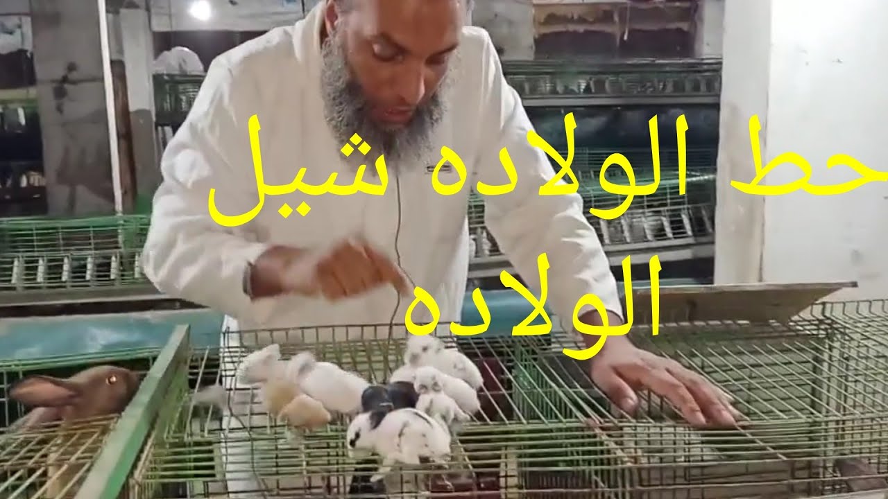ارانب الخير الارنبه ولدت ١٣ او١٠ او ٧ او ٥ او ١ اعمل معها ايه،٢٦٧