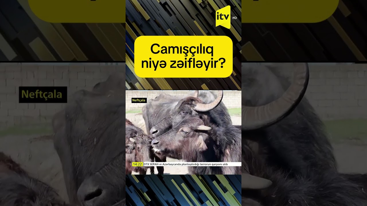 Camışçılıq niyə zəifləyir?