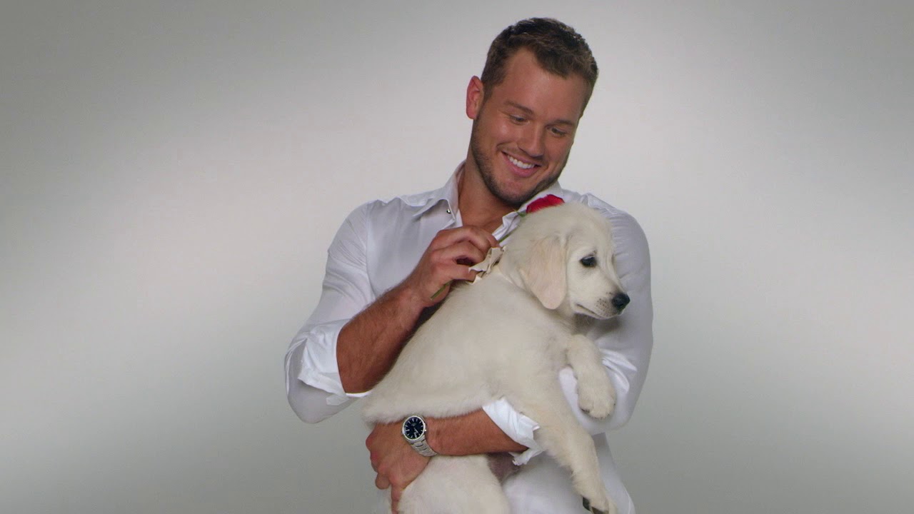 Pawsitively Adorable - The Bachelor