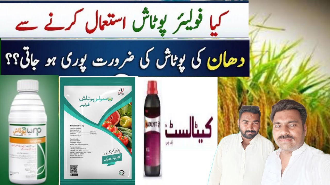 Foliar potash sapray on rice crop ||WaseemAgriculture