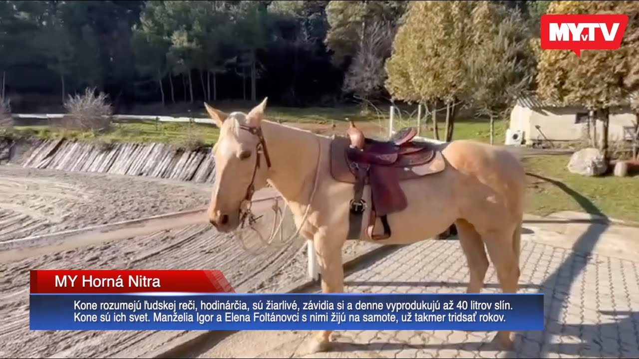Konský ranč za obcou Kocurany