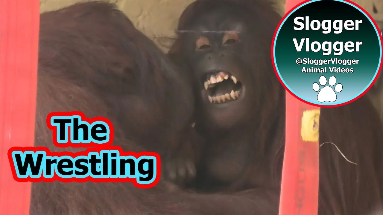 Orangutan Sprout and Djimat's Wrestling Match And Ckeeky Bites