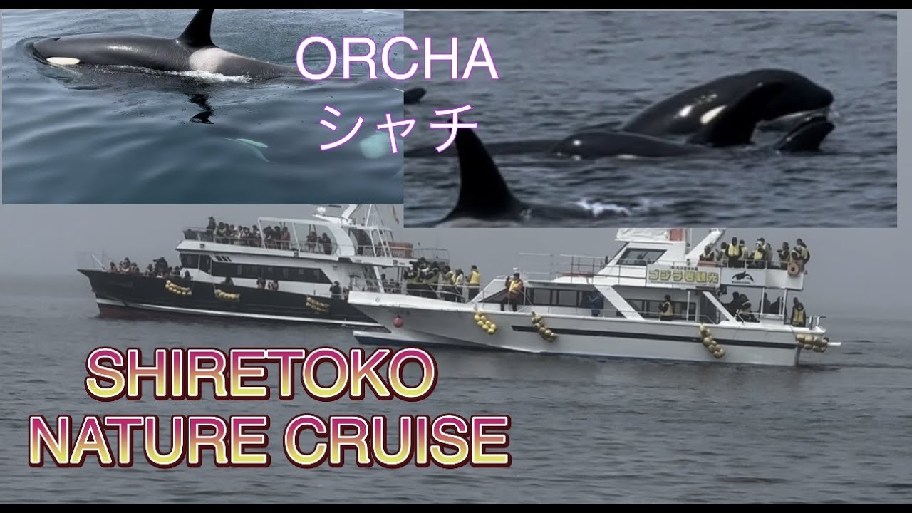 Shiretoko Nature Cruise 