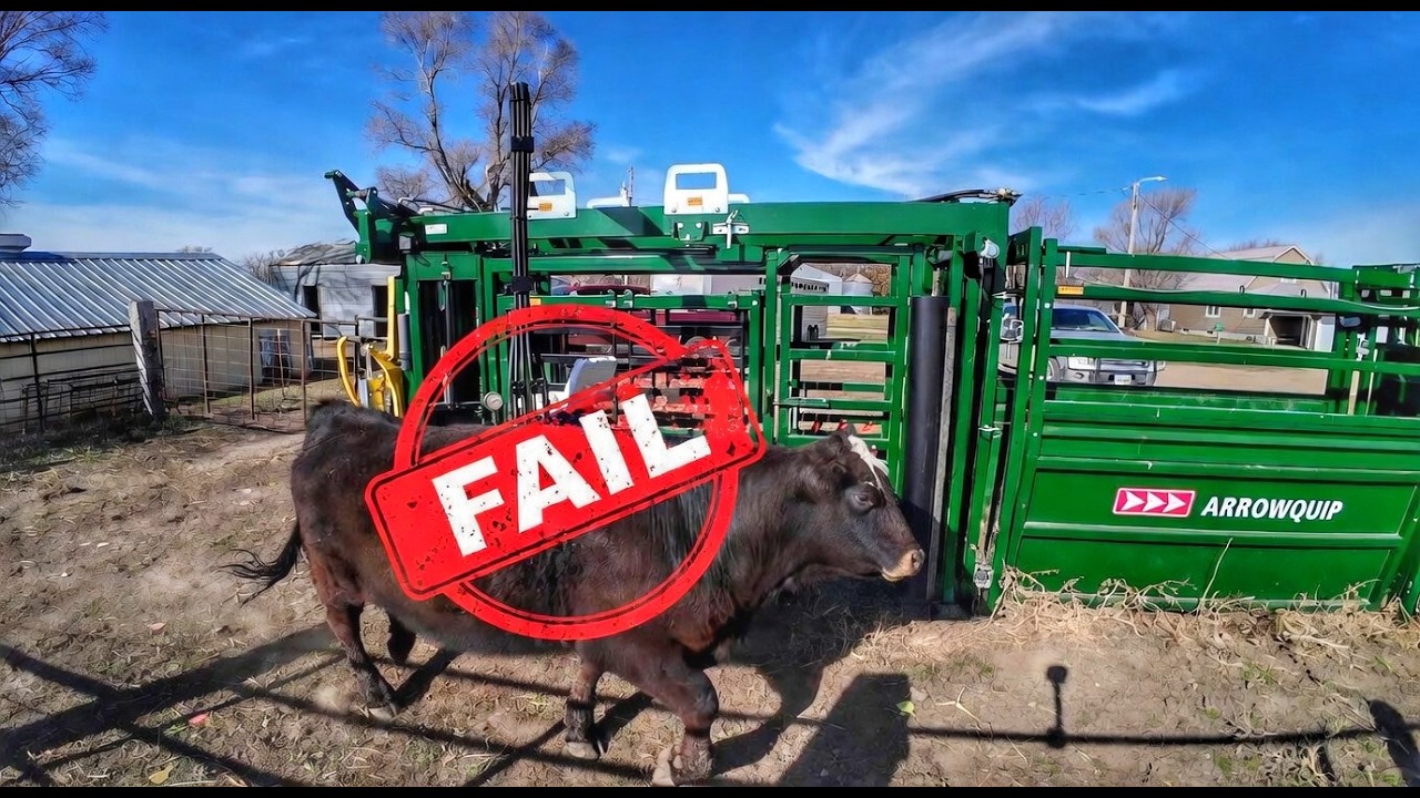 270 Heifers. How Many will pass?