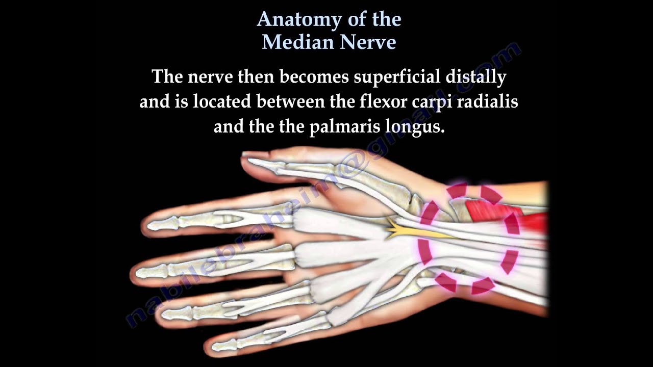 Anatomy Of The Median Nerve - Everything You Need To Know - Dr. Nabil Ebraheim