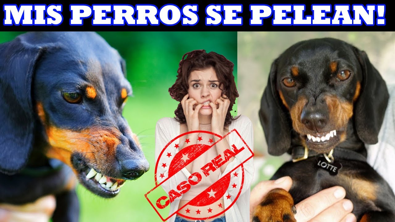 😱Mis PERROS SE PELEAN entre ellos 🤷‍♀️ Qué hago❓❗