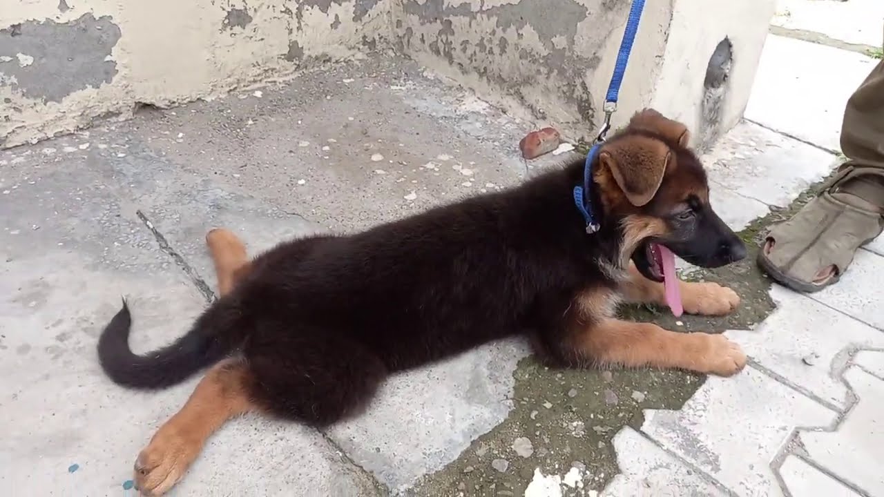 Hip dysplasia- Major Problem in German Shepherd | Must Watch All Video || Scoobers