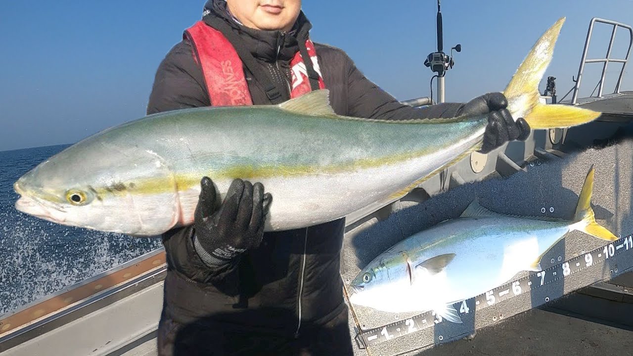 Трофей, Рыбалка на Лакедру, Yellowtail fishing.