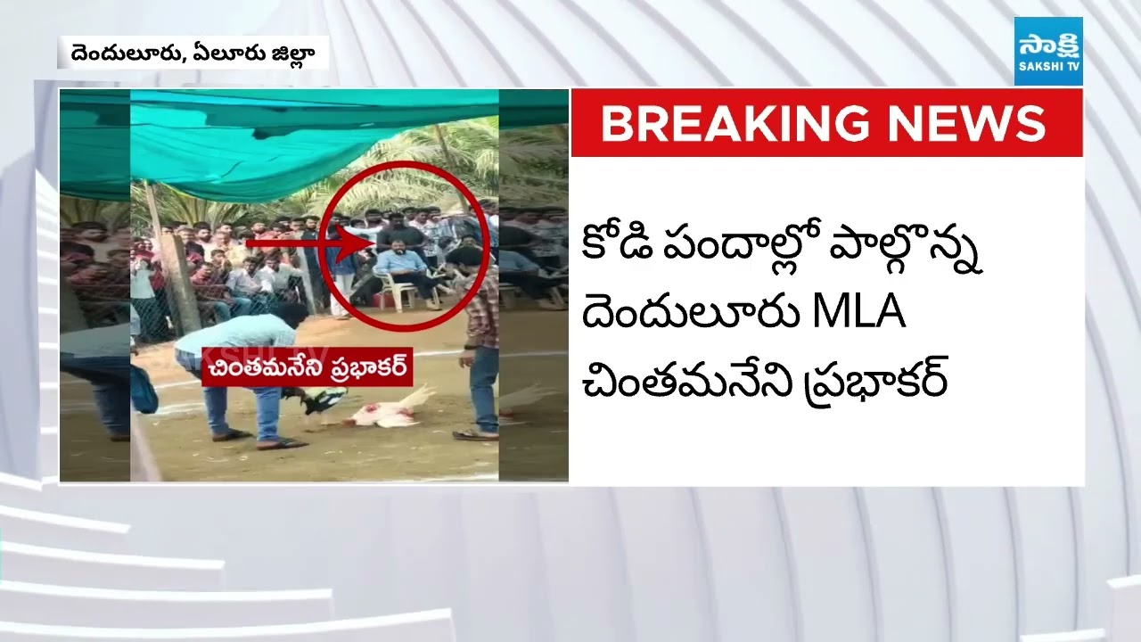 Chintamaneni Prabhakar Caught While Playing Cock Fight in Denduluru |  Kodi Pandalu 2026 | Sakshi TV