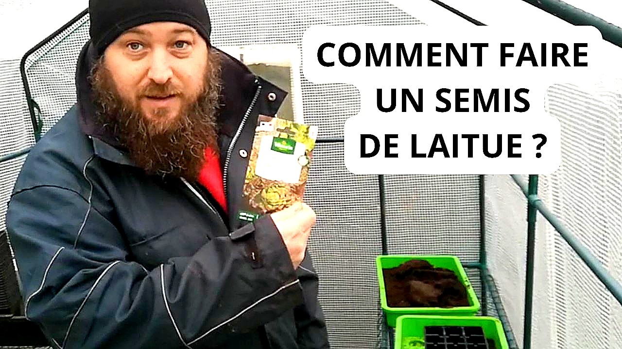 Comment Faire un Semis de Laitue ?