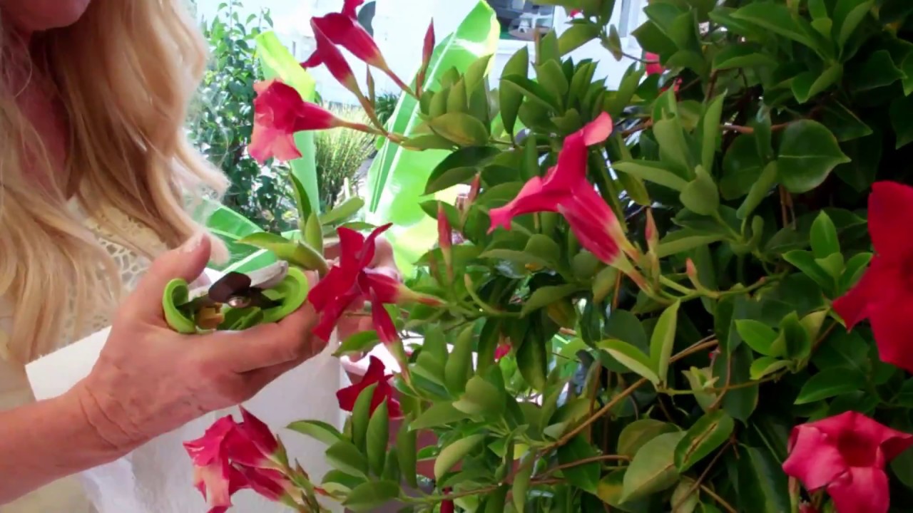 DIY Dipladenia vermehren - Lilo Siegel
