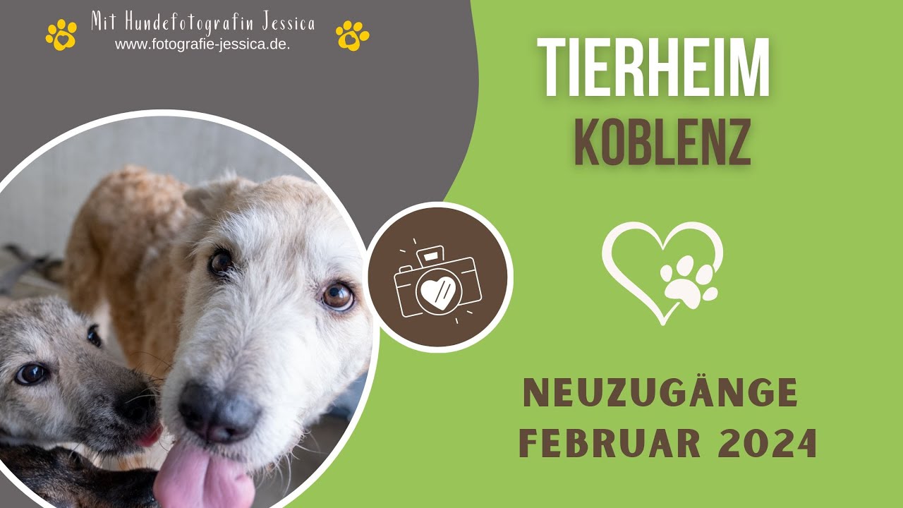 Tierheim Koblenz! Neuzugänge Februar 2024