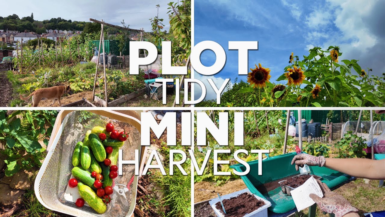 Tidying the plot and a mini summer harvest | Allotment vlog