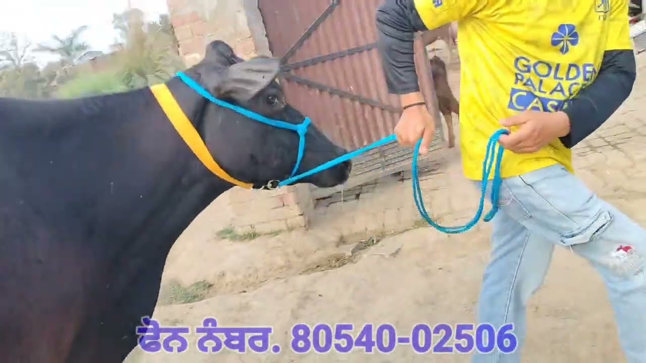 ਮੁੱਲ 13 ਹਜ਼ਾਰ👉 2 ਸੂਈਆਂ ਵਹਿੜਾਂ ਤੇ 2 ਵੱਛੀਆਂ ਵਿਕਾਊ 