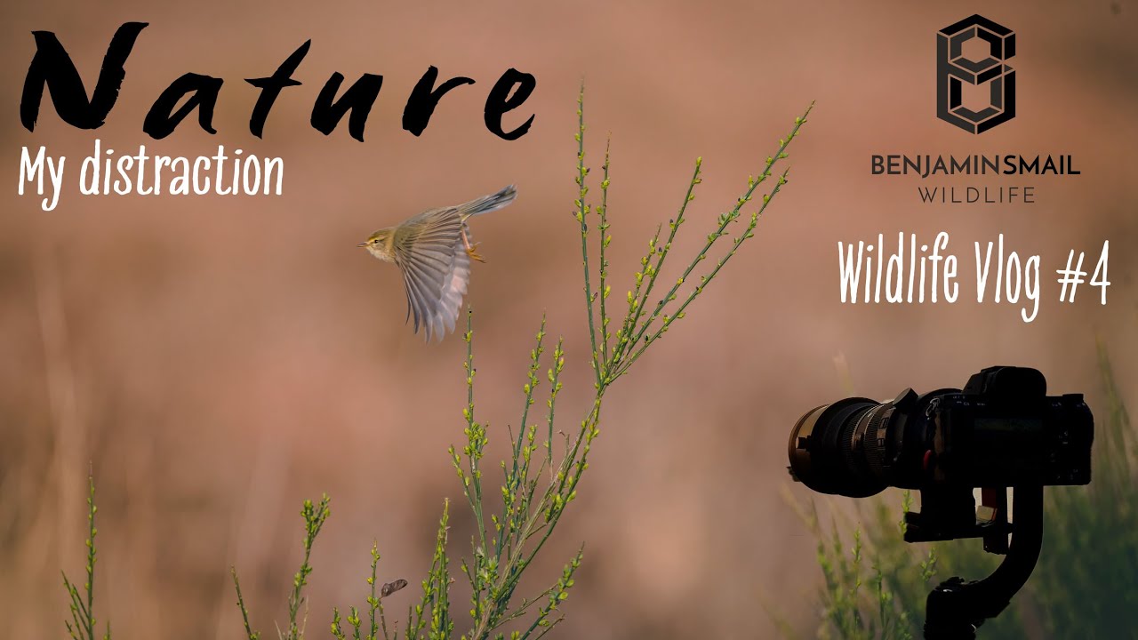 Nature: My Distraction | Wildlife Vlog with the Sony A7riii + Sony 200-600mm G lens.
