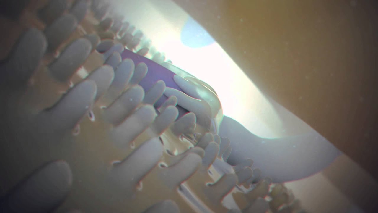 2012 Science & Engineering Visualization Challenge: Fertilization