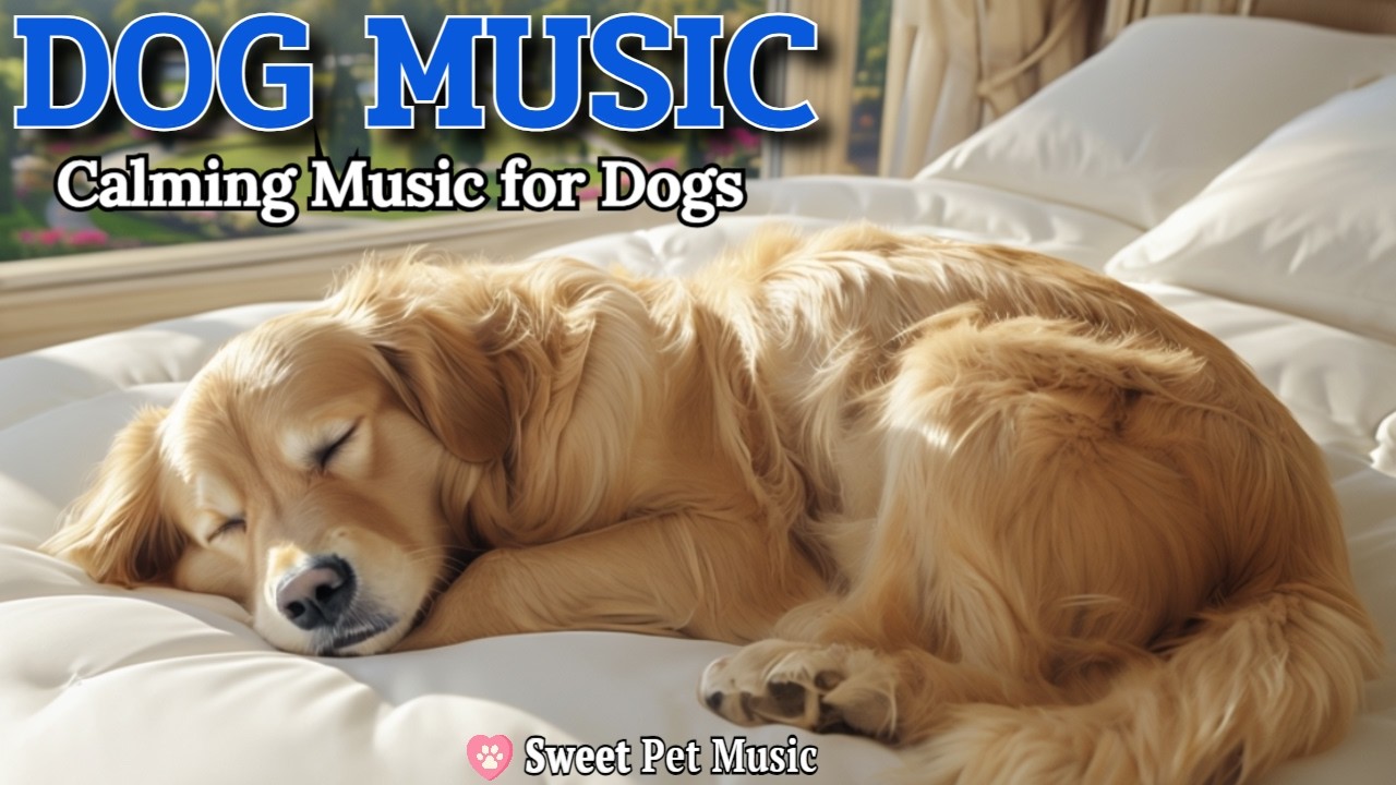 20 Hours of Calming Dog Music🦮💖Soothe Separation Anxiety & Heavy Stress Relief🎵🦮Natural Care Dog TV