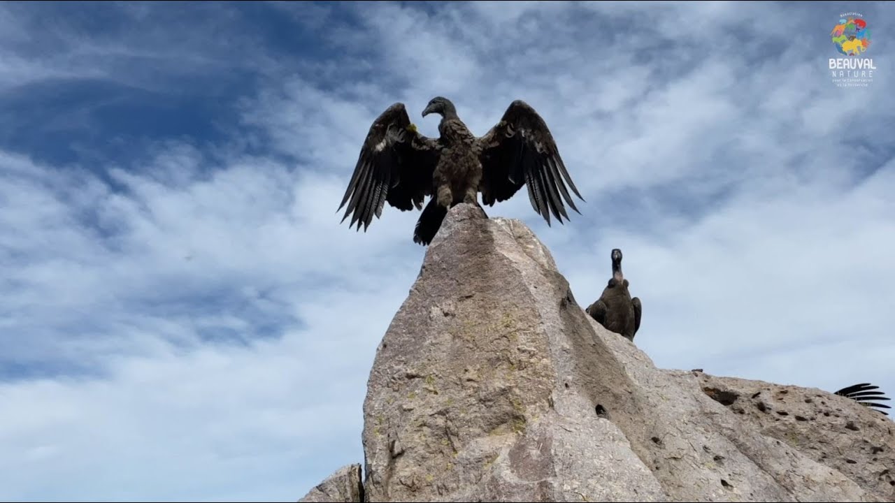 Pachamama s’est envolée dans le ciel argentin !