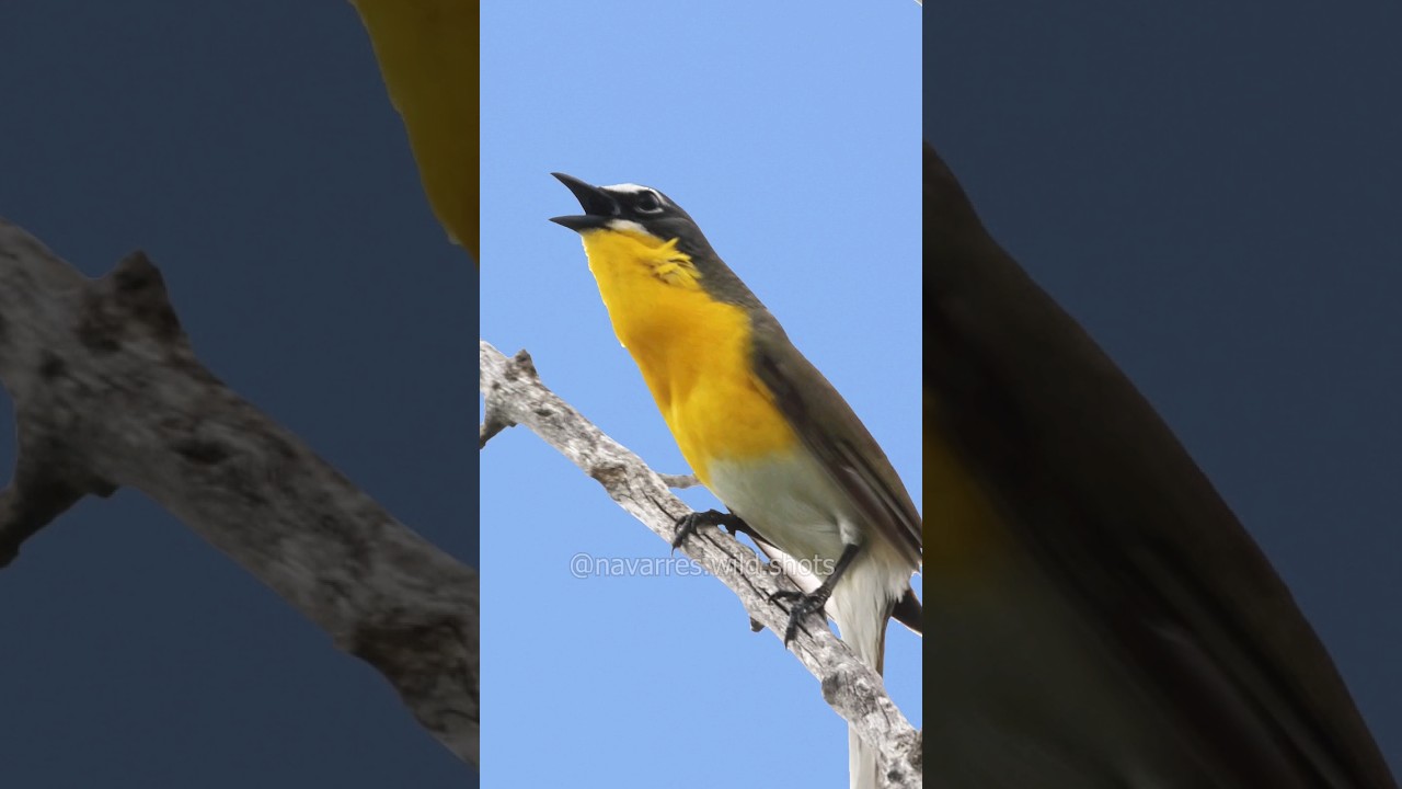 Hear the Yellow-Breasted Chat Song!